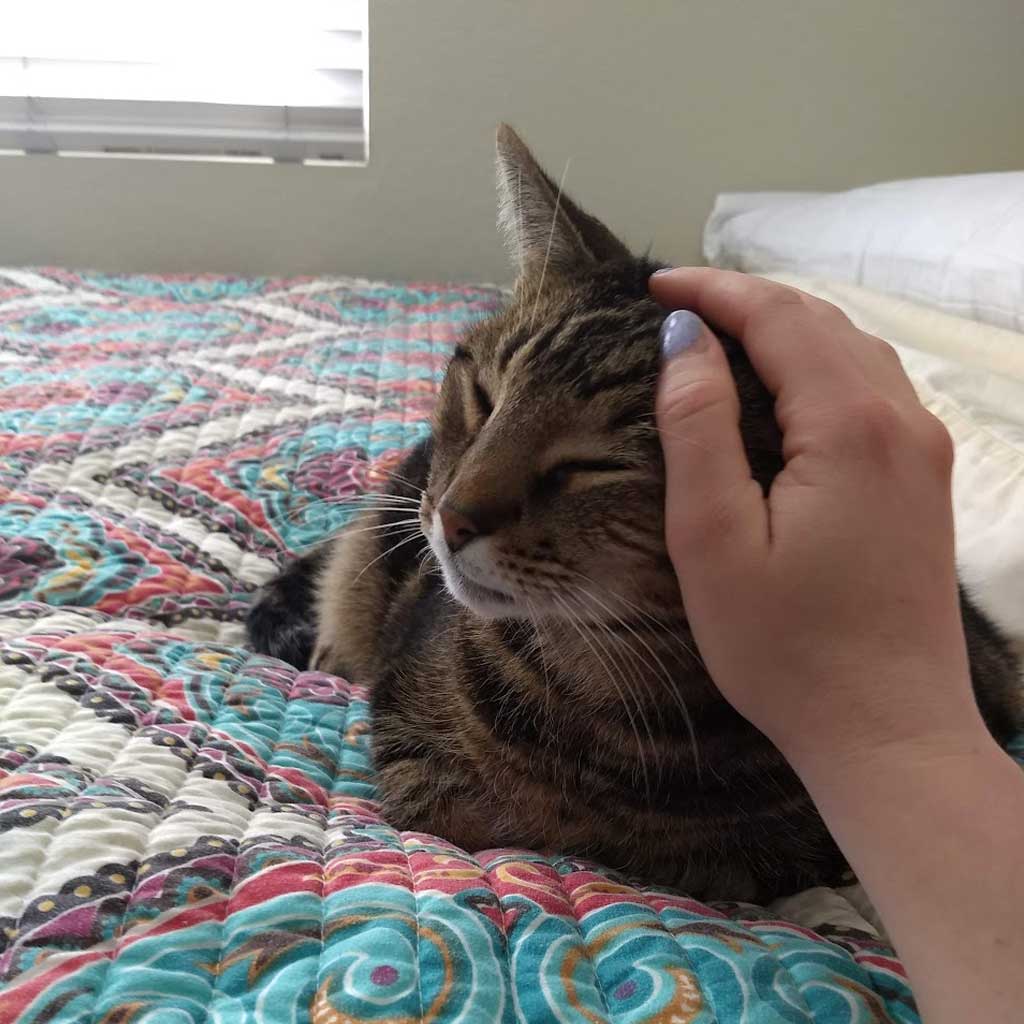 Baby the Cat (2010-2023)